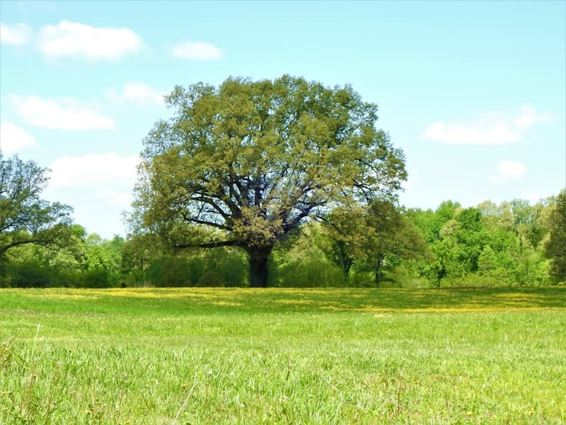 Live oak in an open Florida pasture